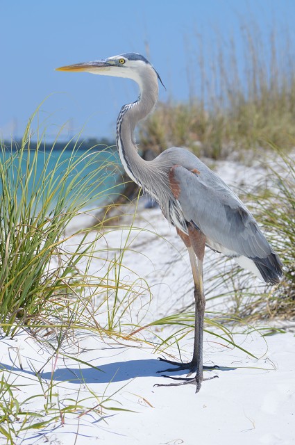 Bird (Fort Desoto, FL, USA)