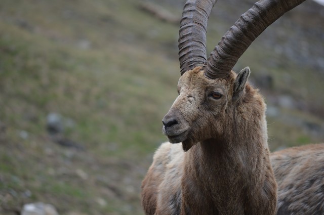 Bouquetin (Mountains, France)