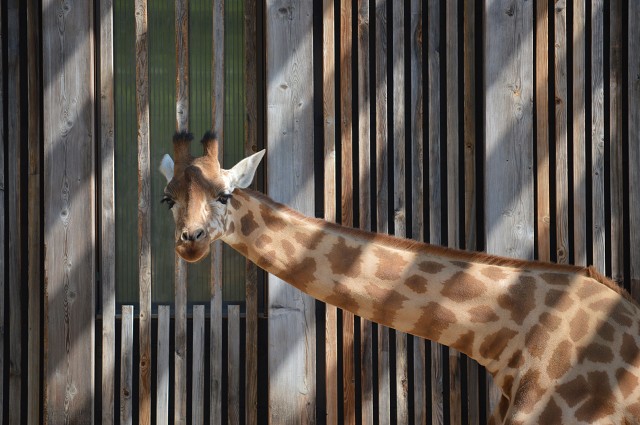 Giraffe (Lyon, France)