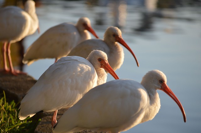 OKFC 7th Annual Swan Round-up (2014) - A Flock (Orlando, FL, USA)