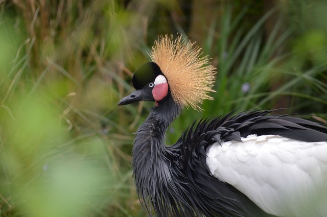 Proud Bird (Florida, USA)